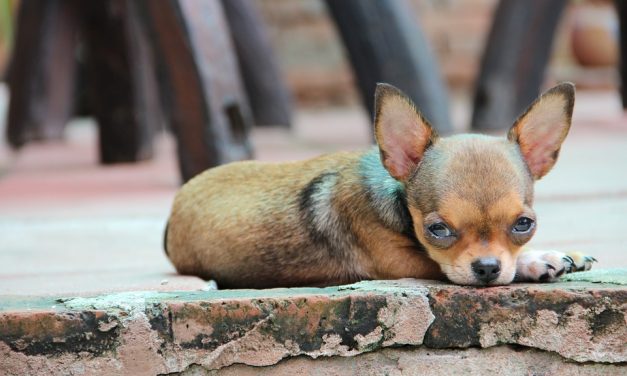 Chihuahua foto gallery