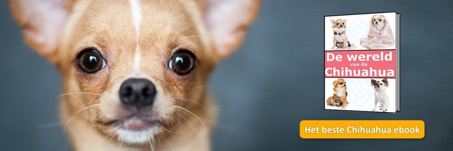 Chihuahua fokkers - moet u zeker op letten?