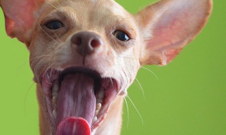 Chihuahua verzorging voor vacht, gebit, nagels en gezondheid