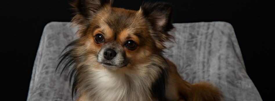 Chihuahua Socialisatie